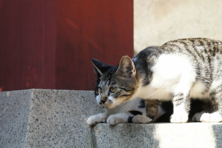 猫好きが東京で中古マンションを買うならこの街
