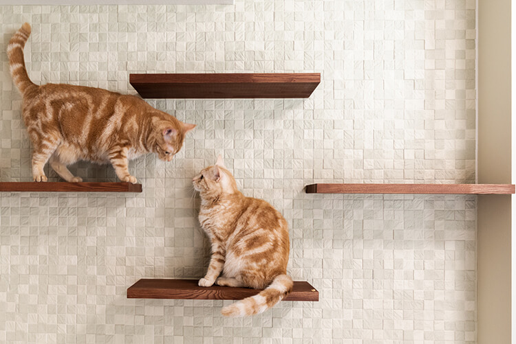 キャットウォークをつくって 猫専用のお部屋 できました Renosy マガジン リノシーマガジン