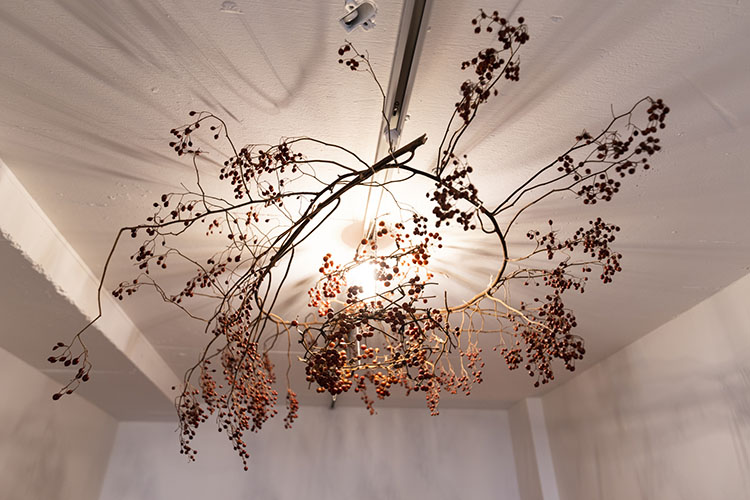 ドライフラワー越しの光