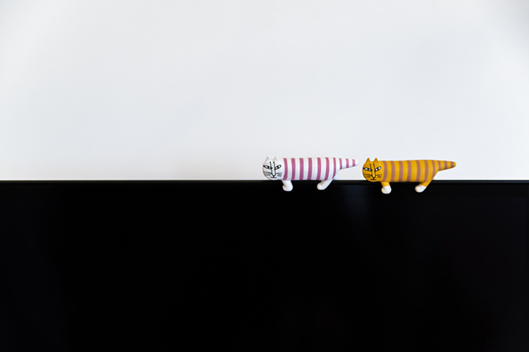 テレビ上にネコ