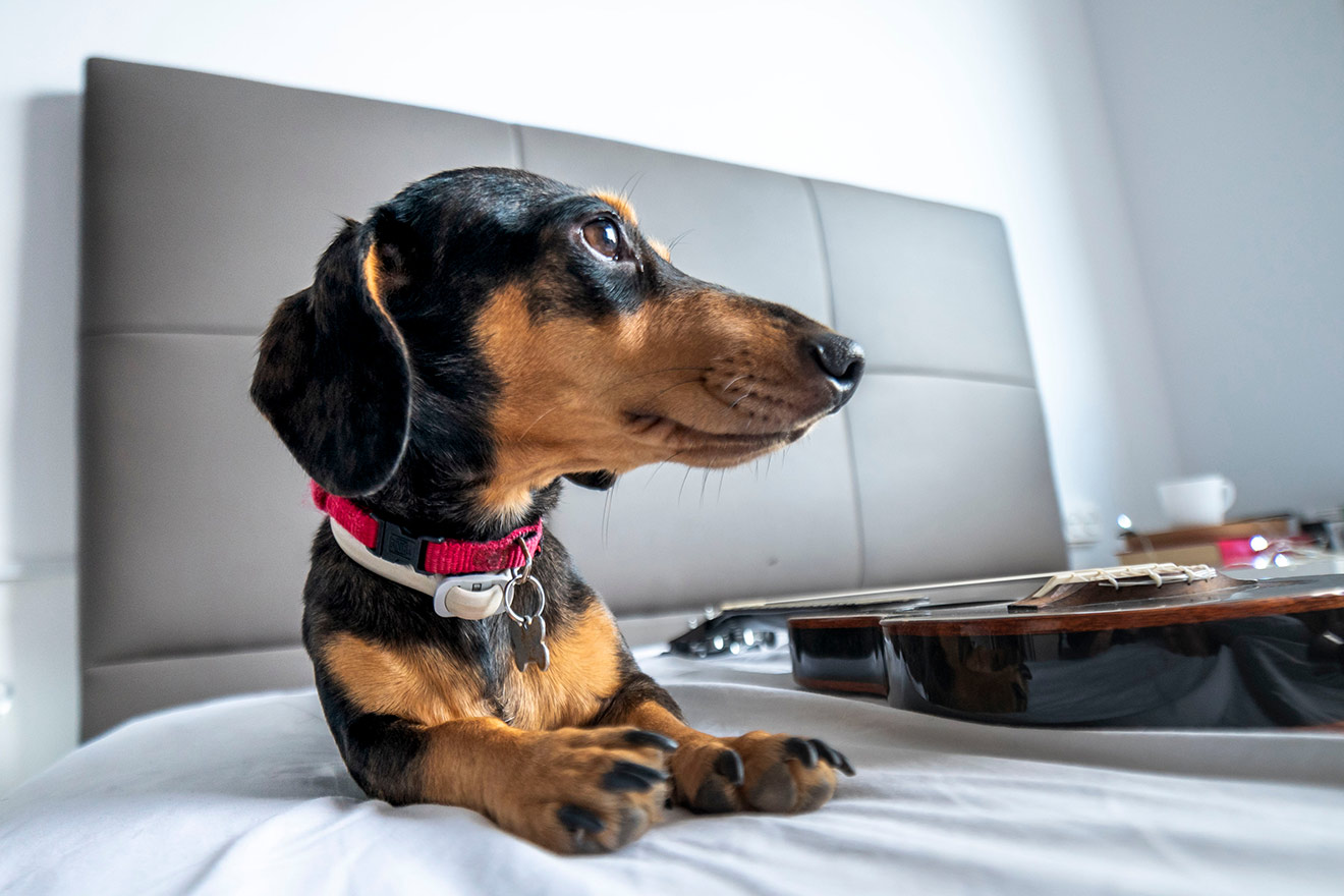 ペットを飼っている場合は消臭などの対策を