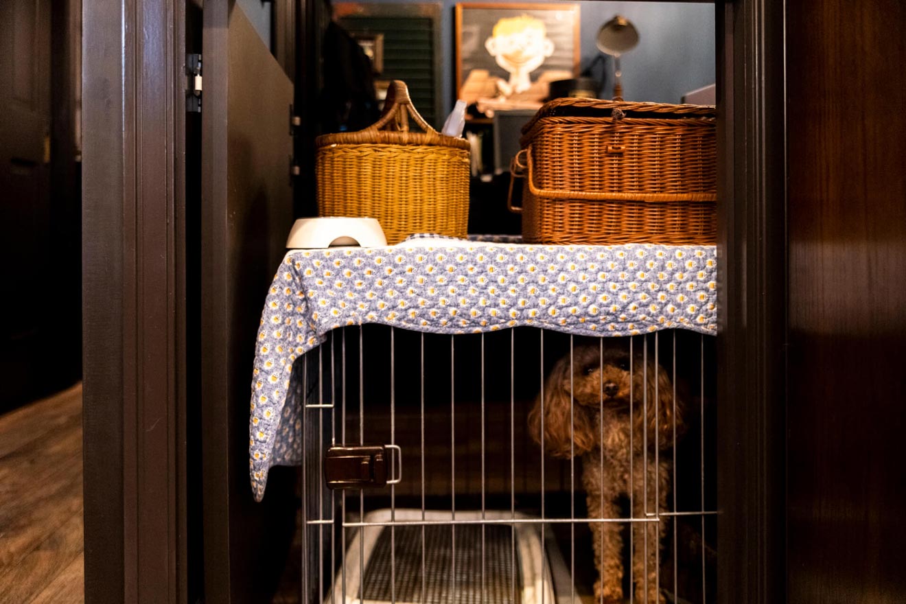 部屋の中にいるわんちゃん