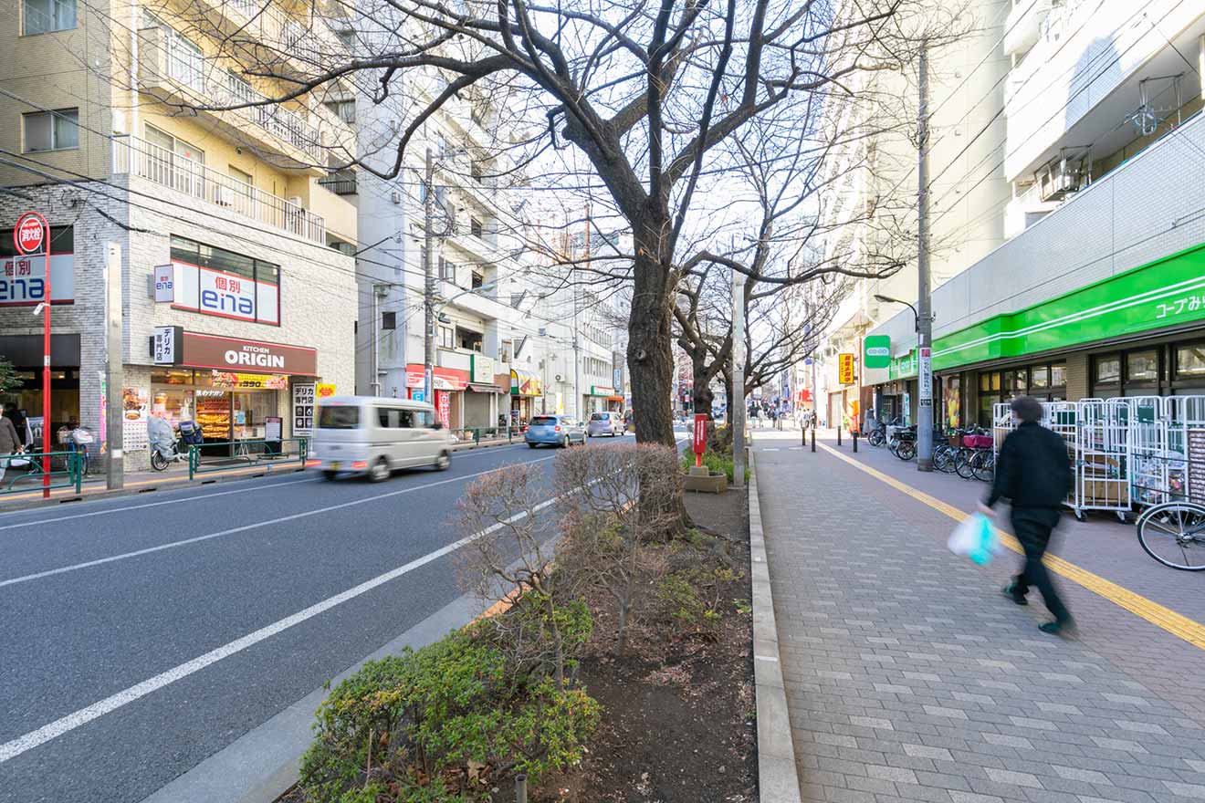 千川通り沿いの桜並木