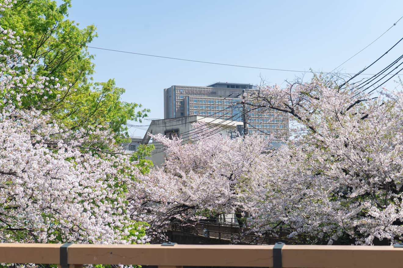 板橋から見た桜並木